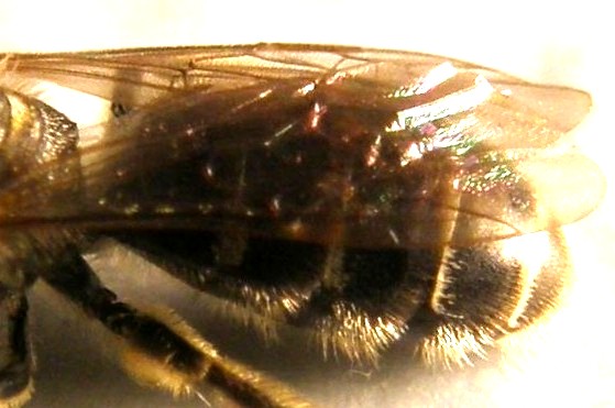 Lasioglossum sp. o Halictus sp.